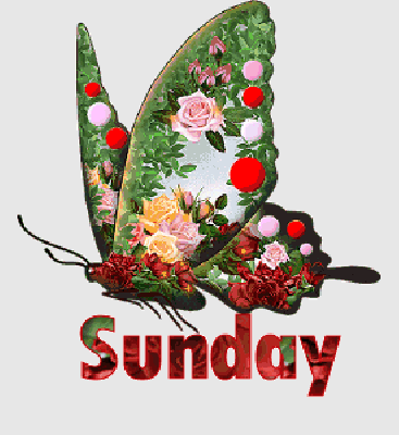 Kolorowy motylek Sunday